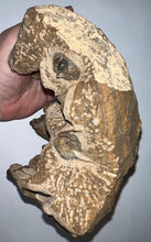 Load image into Gallery viewer, GEM Super Rare Onnia Fossil Trilobite Death Assemblage 16 Trilobites!