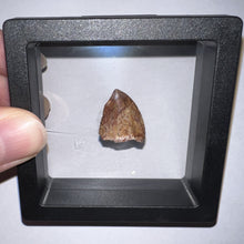 Load image into Gallery viewer, Phytosaur Large Fossil Tooth .85 Inches! Great Serrations! Triassic Aquatic Reptile!