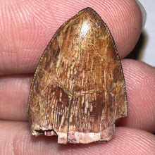 Load image into Gallery viewer, Phytosaur Large Fossil Tooth .91 Inches! Fantastic Serrations! Triassic Aquatic Reptile!