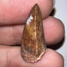 Load image into Gallery viewer, Phytosaur Large Fossil Tooth .91 Inches! Fantastic Serrations! Triassic Aquatic Reptile!