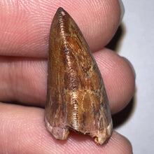 Load image into Gallery viewer, Phytosaur Large Fossil Tooth .91 Inches! Fantastic Serrations! Triassic Aquatic Reptile!