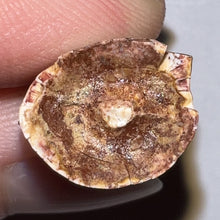 Load image into Gallery viewer, Phytosaur Large Fossil Tooth .91 Inches! Fantastic Serrations! Triassic Aquatic Reptile!