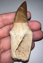 Load image into Gallery viewer, Large Thalassotitan Mosasaur Tooth 3.25 Inches! Dinosaur Era Marine Reptile!