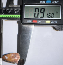 Load image into Gallery viewer, Phytosaur Large Fossil Tooth .91 Inches! Fantastic Serrations! Triassic Aquatic Reptile!