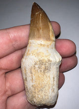 Load image into Gallery viewer, Large Thalassotitan Mosasaur Tooth 3.25 Inches! Dinosaur Era Marine Reptile!