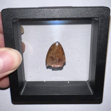 Load image into Gallery viewer, Phytosaur Large Fossil Tooth .91 Inches! Fantastic Serrations! Triassic Aquatic Reptile!