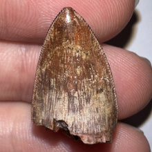 Load image into Gallery viewer, Phytosaur Large Fossil Tooth .94 Inches! Fantastic Serrations! Triassic Aquatic Reptile!