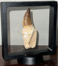 Load image into Gallery viewer, Large Thalassotitan Mosasaur Tooth 3.25 Inches! Dinosaur Era Marine Reptile!