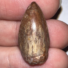 Load image into Gallery viewer, Phytosaur Large Fossil Tooth .94 Inches! Fantastic Serrations! Triassic Aquatic Reptile!