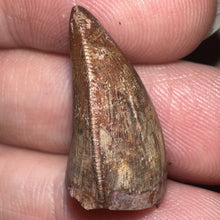 Load image into Gallery viewer, Phytosaur Large Fossil Tooth .94 Inches! Fantastic Serrations! Triassic Aquatic Reptile!