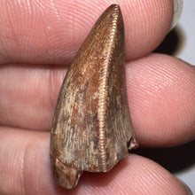 Load image into Gallery viewer, Phytosaur Large Fossil Tooth .94 Inches! Fantastic Serrations! Triassic Aquatic Reptile!