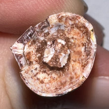 Load image into Gallery viewer, Phytosaur Large Fossil Tooth .94 Inches! Fantastic Serrations! Triassic Aquatic Reptile!