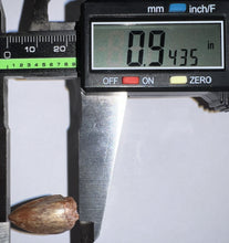 Load image into Gallery viewer, Phytosaur Large Fossil Tooth .94 Inches! Fantastic Serrations! Triassic Aquatic Reptile!
