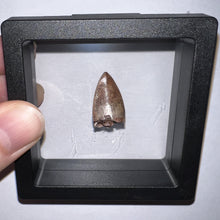 Load image into Gallery viewer, Phytosaur Large Fossil Tooth .94 Inches! Fantastic Serrations! Triassic Aquatic Reptile!