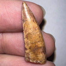 Load image into Gallery viewer, Phytosaur Large Fossil Tooth 1.07 Inches! Fantastic Serrations! Triassic Aquatic Reptile!