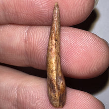 Load image into Gallery viewer, Phytosaur Large Fossil Tooth 1.07 Inches! Fantastic Serrations! Triassic Aquatic Reptile!