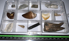 Load image into Gallery viewer, Beginner Collection of 12 labeled Fossils in a clear case. Includes Mosasaur Tooth, Dinosaur Bone Fragment, Extinct Ice Age Horse Tooth and more!
