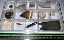 Load image into Gallery viewer, Beginner Collection of 12 labeled Fossils in a clear case. Includes Mosasaur Tooth, Dinosaur Bone Fragment, Extinct Ice Age Horse Tooth and more!