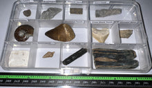 Load image into Gallery viewer, Beginner Collection of 12 labeled Fossils in a clear case. Includes Mosasaur Tooth, Dinosaur Bone Fragment, Extinct Ice Age Horse Tooth and more!