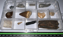 Load image into Gallery viewer, Beginner Collection of 12 labeled Fossils in a clear case. Includes Mosasaur Tooth, Dinosaur Bone Fragment, Extinct Ice Age Horse Tooth and more!