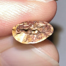 Load image into Gallery viewer, Phytosaur Large Fossil Tooth 1.07 Inches! Fantastic Serrations! Triassic Aquatic Reptile!