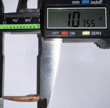 Load image into Gallery viewer, Phytosaur Large Fossil Tooth 1.07 Inches! Fantastic Serrations! Triassic Aquatic Reptile!