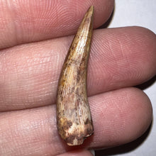 Load image into Gallery viewer, Phytosaur Large Fossil Tooth 1.11 Inches! Triassic Aquatic Reptile!