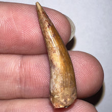 Load image into Gallery viewer, Phytosaur Large Fossil Tooth 1.11 Inches! Triassic Aquatic Reptile!