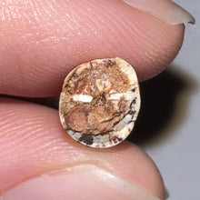 Load image into Gallery viewer, Phytosaur Large Fossil Tooth 1.11 Inches! Triassic Aquatic Reptile!