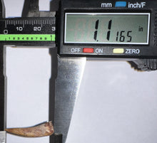 Load image into Gallery viewer, Phytosaur Large Fossil Tooth 1.11 Inches! Triassic Aquatic Reptile!