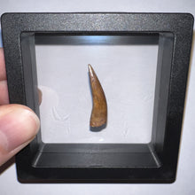Load image into Gallery viewer, Phytosaur Large Fossil Tooth 1.11 Inches! Triassic Aquatic Reptile!