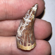 Load image into Gallery viewer, Phytosaur Large Fossil Tooth 1.18 Inches! Triassic Aquatic Reptile!