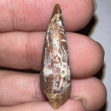 Load image into Gallery viewer, Phytosaur Large Fossil Tooth 1.18 Inches! Triassic Aquatic Reptile!