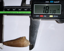 Load image into Gallery viewer, Large Mosasaurus Mosasaur Tooth 1.87 Inches! Dinosaur Era Marine Reptile!