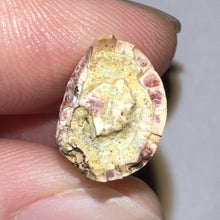 Load image into Gallery viewer, Phytosaur Large Fossil Tooth 1.18 Inches! Triassic Aquatic Reptile!