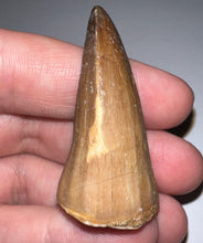 Load image into Gallery viewer, Large Mosasaurus Mosasaur Tooth 1.81 Inches! Dinosaur Era Marine Reptile!