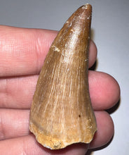 Load image into Gallery viewer, Large Mosasaurus Mosasaur Tooth 1.87 Inches! Dinosaur Era Marine Reptile!