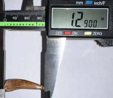 Load image into Gallery viewer, Phytosaur Huge Fossil Tooth 1.29 Inches! Triassic Aquatic Reptile!