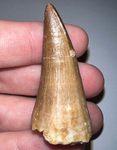 Load image into Gallery viewer, Large Mosasaurus Mosasaur Tooth 1.87 Inches! Dinosaur Era Marine Reptile!