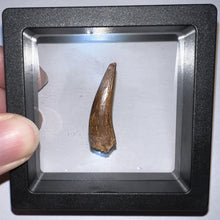 Load image into Gallery viewer, Phytosaur Huge Fossil Tooth 1.29 Inches! Triassic Aquatic Reptile!