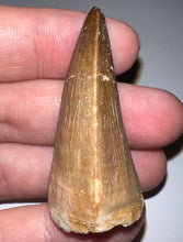 Load image into Gallery viewer, Large Mosasaurus Mosasaur Tooth 1.87 Inches! Dinosaur Era Marine Reptile!