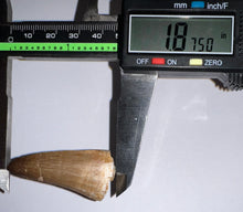 Load image into Gallery viewer, Large Mosasaurus Mosasaur Tooth 1.87 Inches! Dinosaur Era Marine Reptile!