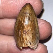 Load image into Gallery viewer, Phytosaur Large Fossil Tooth 1.06 Inches! Fantastic Serrations! Triassic Aquatic Reptile!