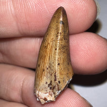 Load image into Gallery viewer, Phytosaur Large Fossil Tooth 1.06 Inches! Fantastic Serrations! Triassic Aquatic Reptile!