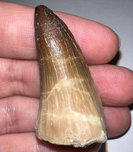 Load image into Gallery viewer, Large Mosasaurus Mosasaur Tooth 1.81 Inches! Dinosaur Era Marine Reptile! No Repair!