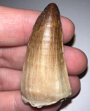 Load image into Gallery viewer, Large Mosasaurus Mosasaur Tooth 1.81 Inches! Dinosaur Era Marine Reptile! No Repair!