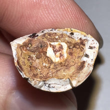 Load image into Gallery viewer, Phytosaur Large Fossil Tooth 1.06 Inches! Fantastic Serrations! Triassic Aquatic Reptile!