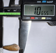 Load image into Gallery viewer, Phytosaur Large Fossil Tooth 1.06 Inches! Fantastic Serrations! Triassic Aquatic Reptile!