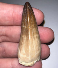 Load image into Gallery viewer, Large Mosasaurus Mosasaur Tooth 1.81 Inches! Dinosaur Era Marine Reptile! No Repair!