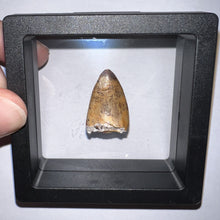 Load image into Gallery viewer, Phytosaur Large Fossil Tooth 1.06 Inches! Fantastic Serrations! Triassic Aquatic Reptile!